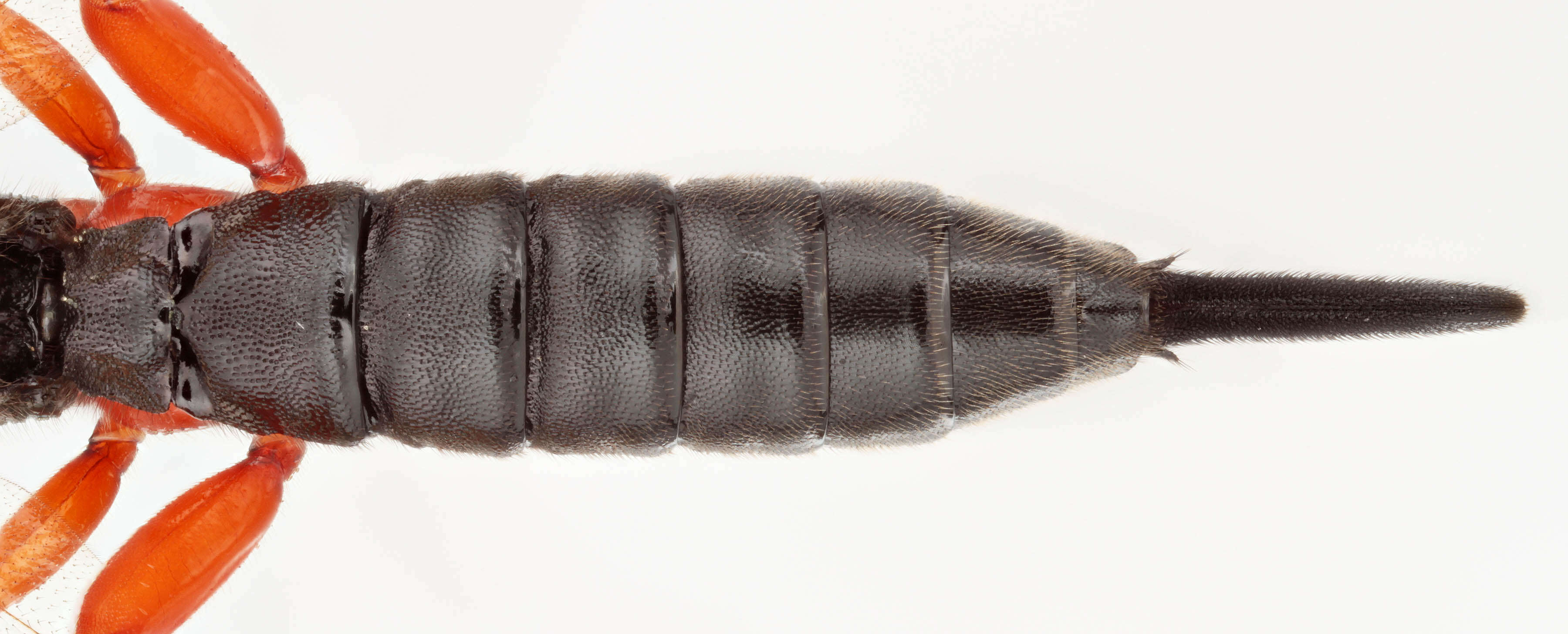 Image of Apechthis compunctor (Linnaeus 1758)