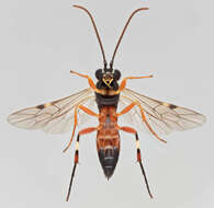 Image of Parasitoid wasp