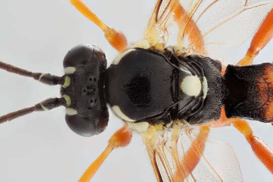 Image of Parasitoid wasp