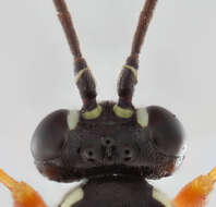 Image of Parasitoid wasp