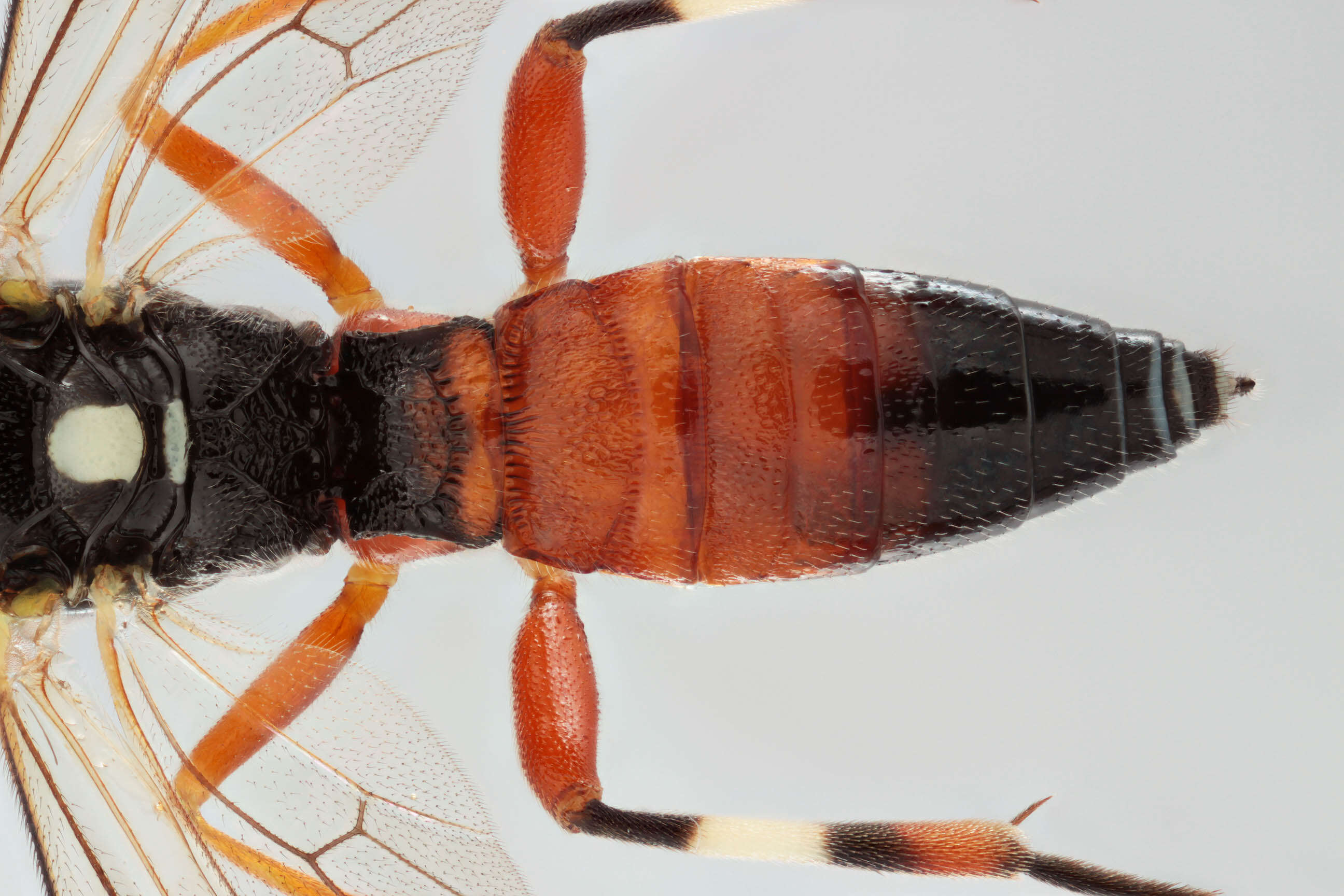 Image of Parasitoid wasp