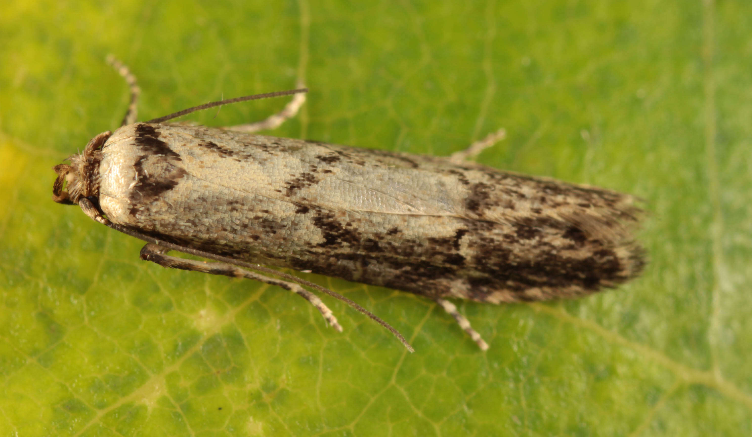 Image of Lepidoptera