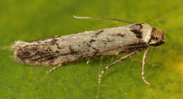 Image of Lepidoptera