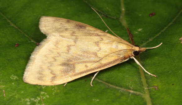 Ostrinia nubilalis Hübner resmi