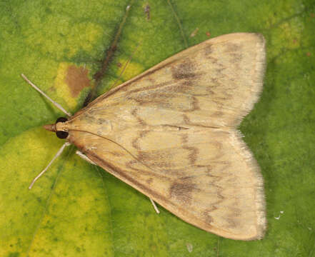 Ostrinia nubilalis Hübner resmi