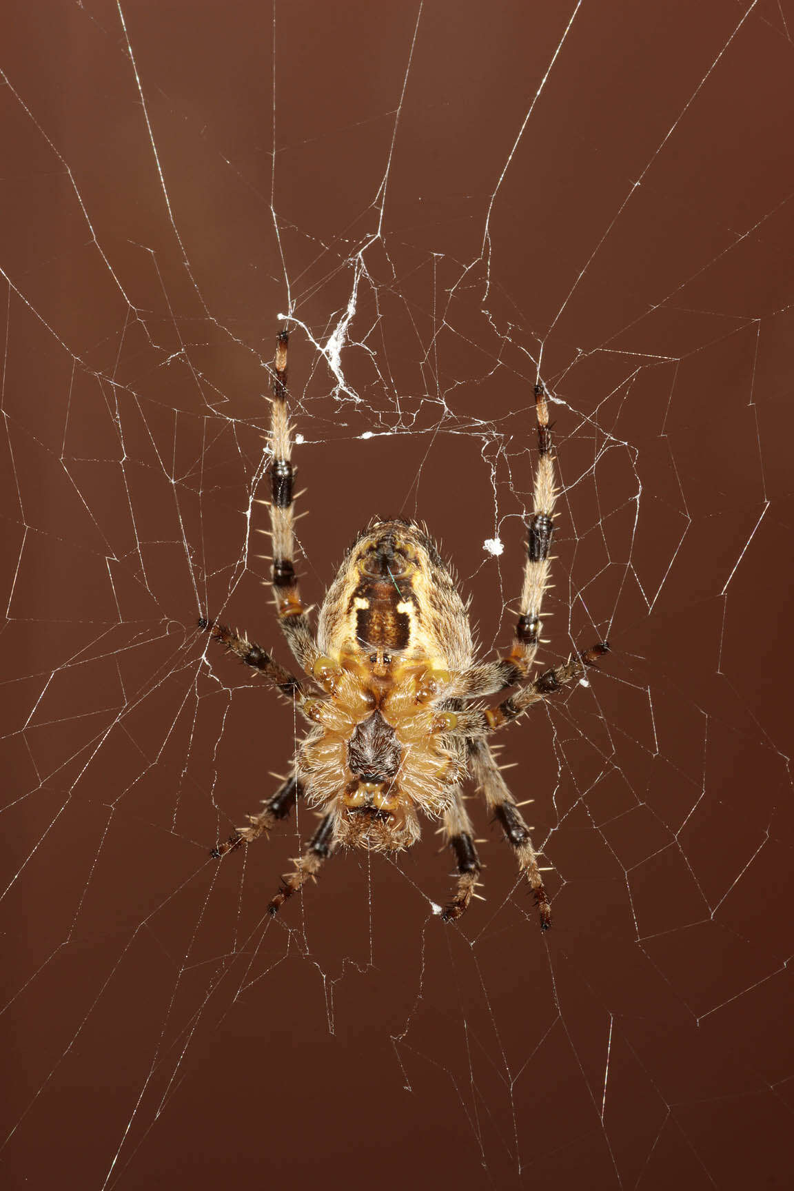 Image of Garden spider