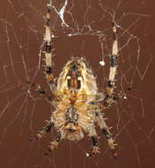 Image of Garden spider