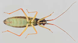 Image of Teratocoris antennatus (Boheman 1852)