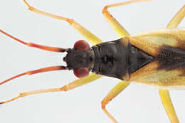 Image of Teratocoris antennatus (Boheman 1852)