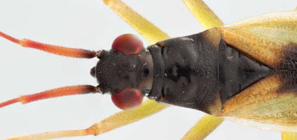 Image of Teratocoris antennatus (Boheman 1852)