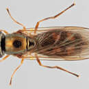 Image of Melanostoma mellinum (Linnaeus 1758)