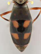 Image of Melanostoma mellinum (Linnaeus 1758)