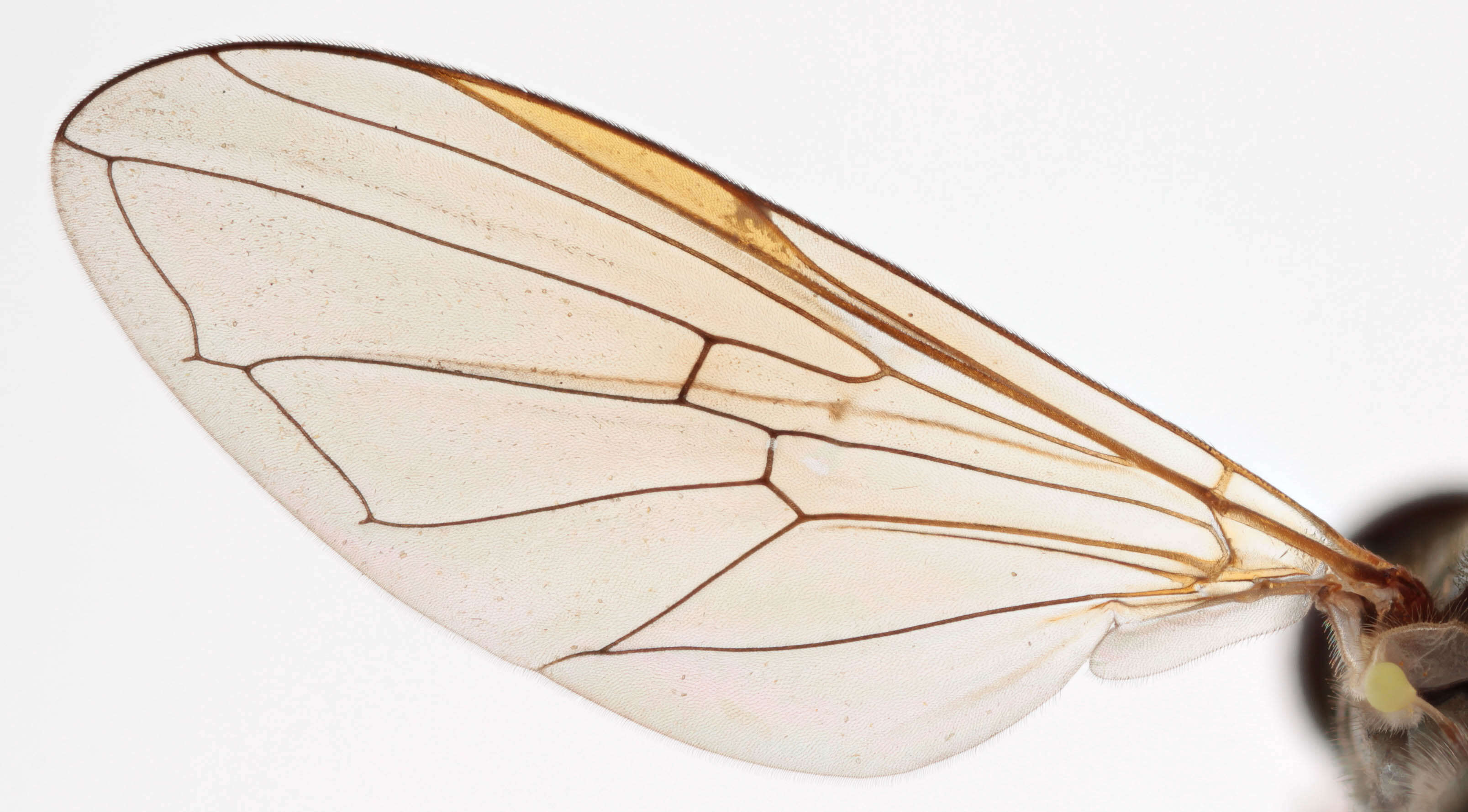 Image of Melanostoma mellinum (Linnaeus 1758)
