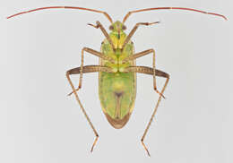 Image of alfalfa plant bug