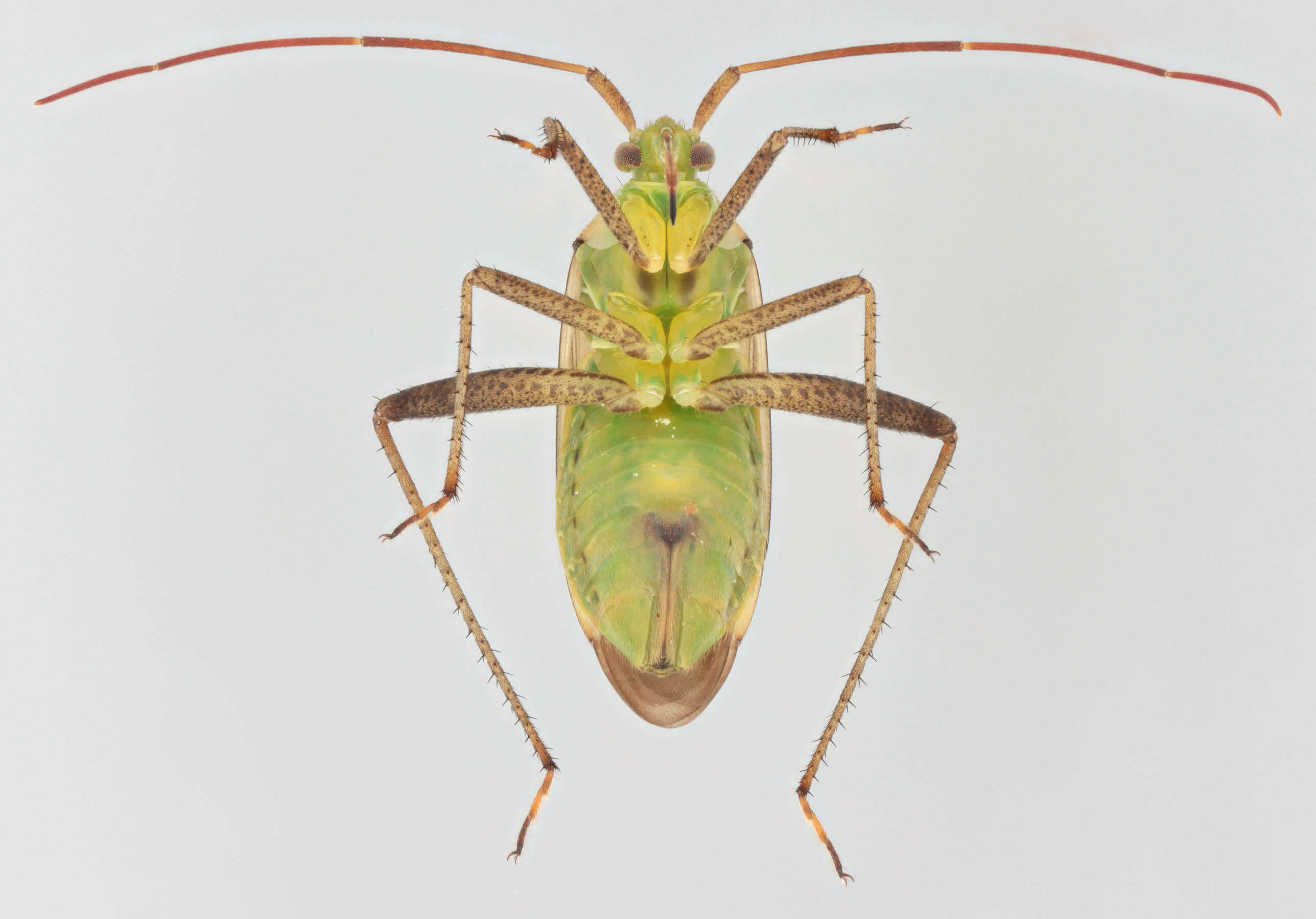 Image of alfalfa plant bug