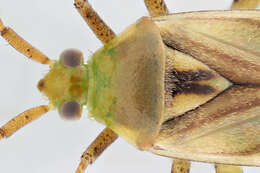 Image of alfalfa plant bug