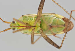 Image of alfalfa plant bug