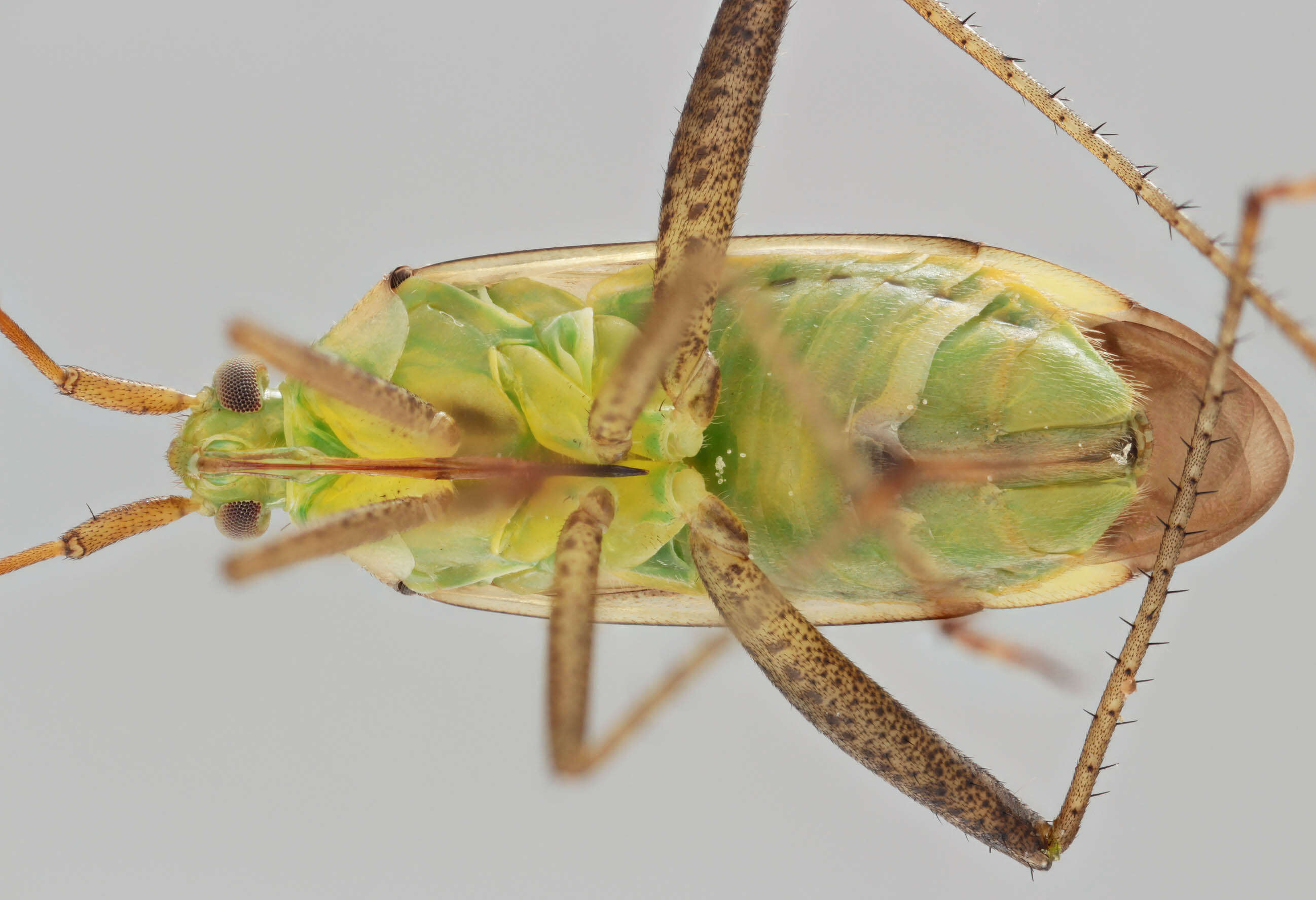 Image of alfalfa plant bug