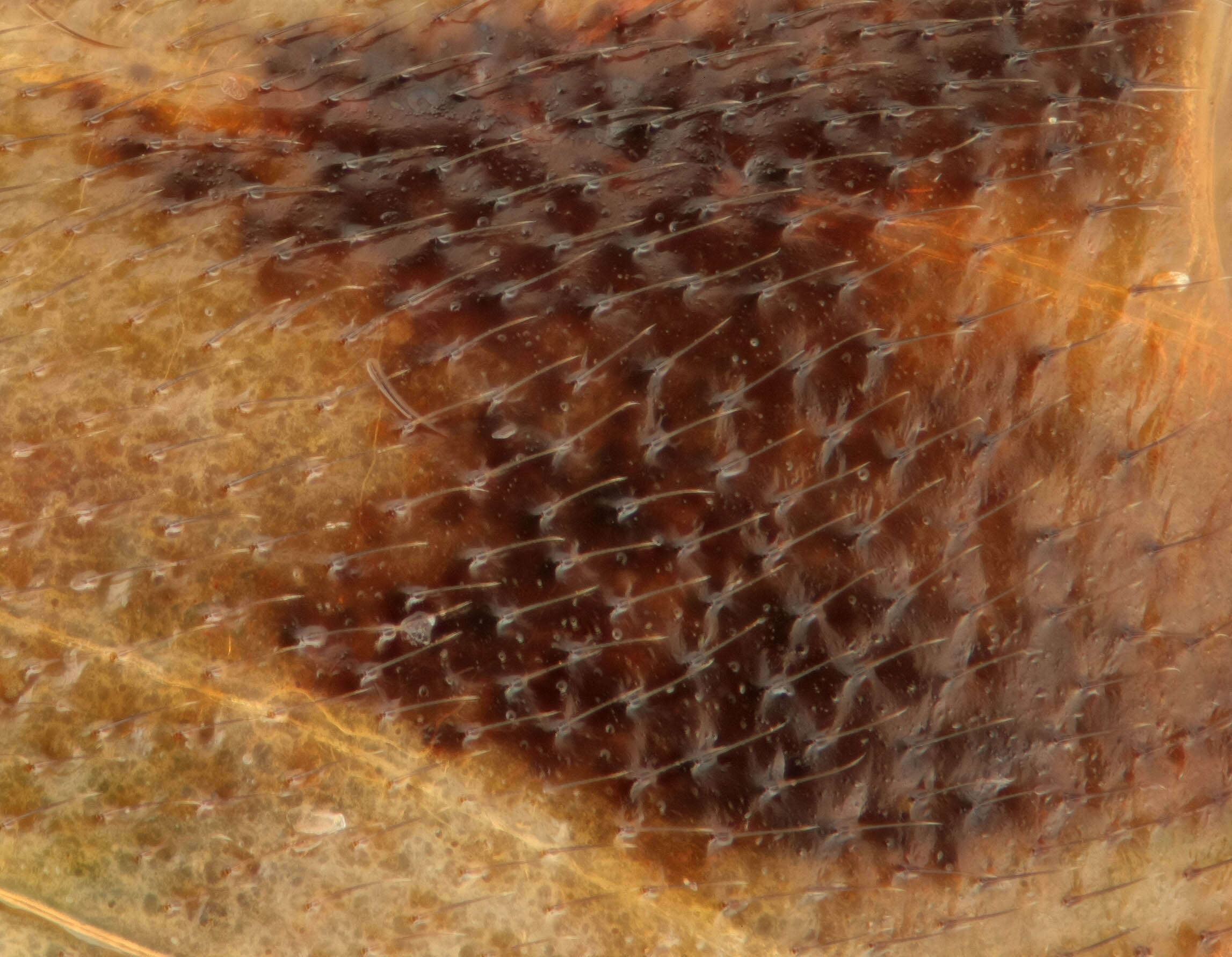 Image of alfalfa lygus