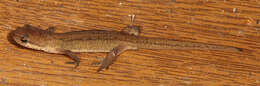 Image of Palmate newt