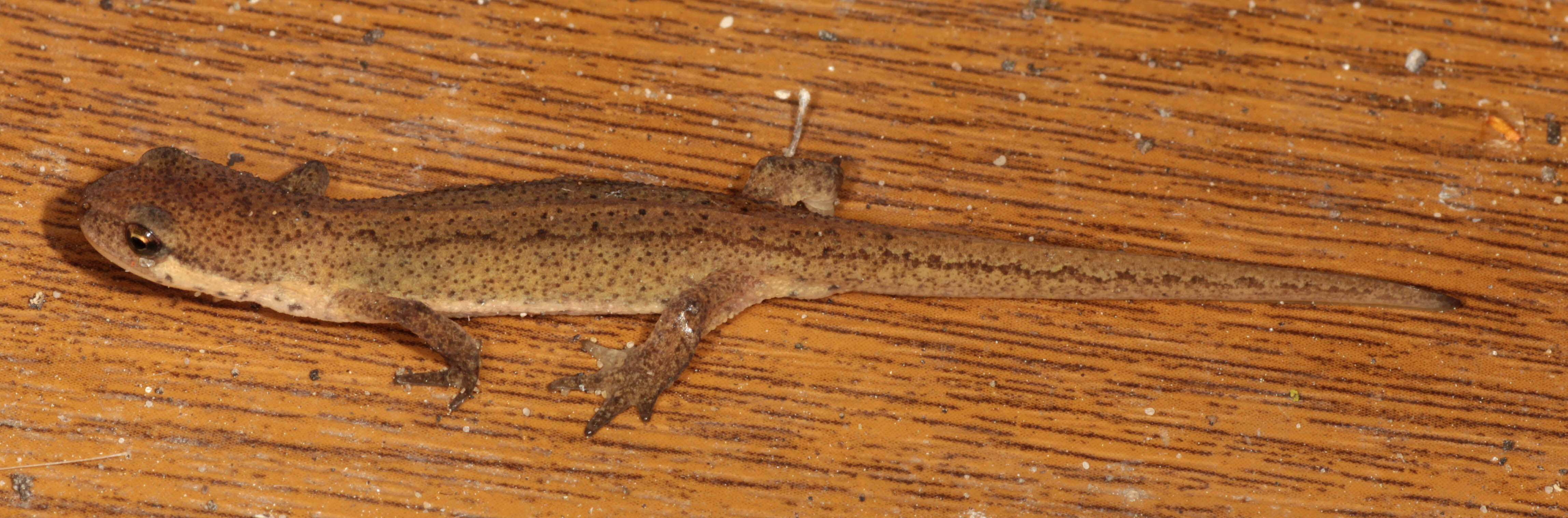 Image of Palmate newt