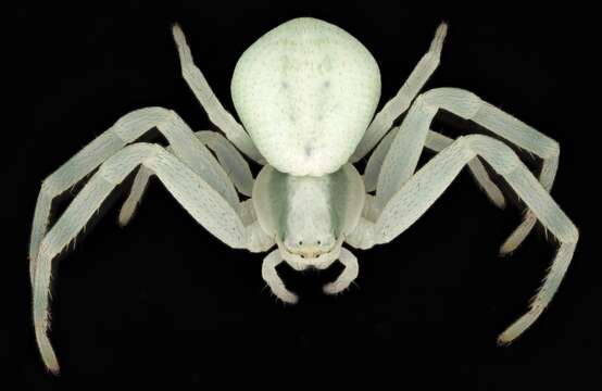 Image of Flower Crab Spiders