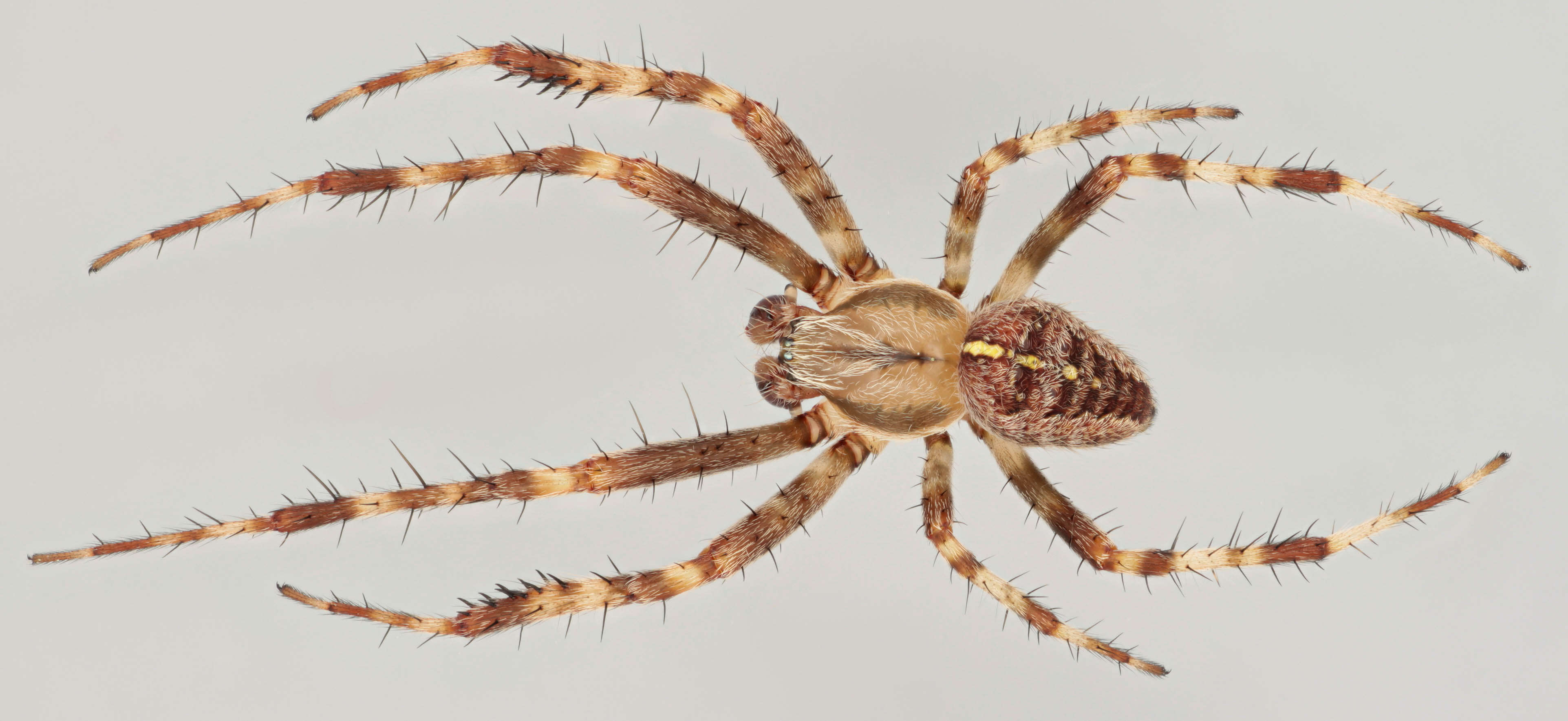 Image of Garden spider