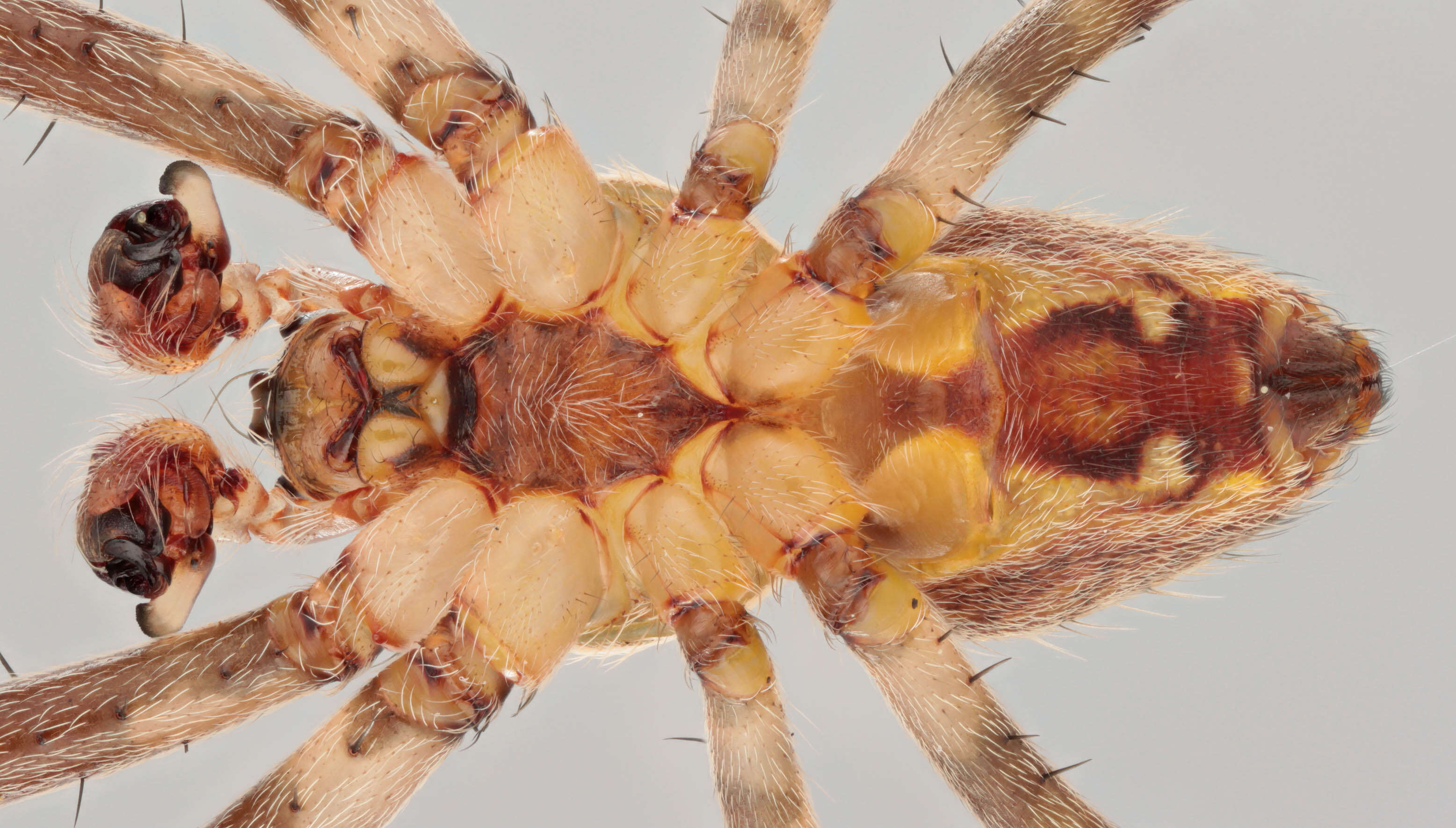 Image of Garden spider