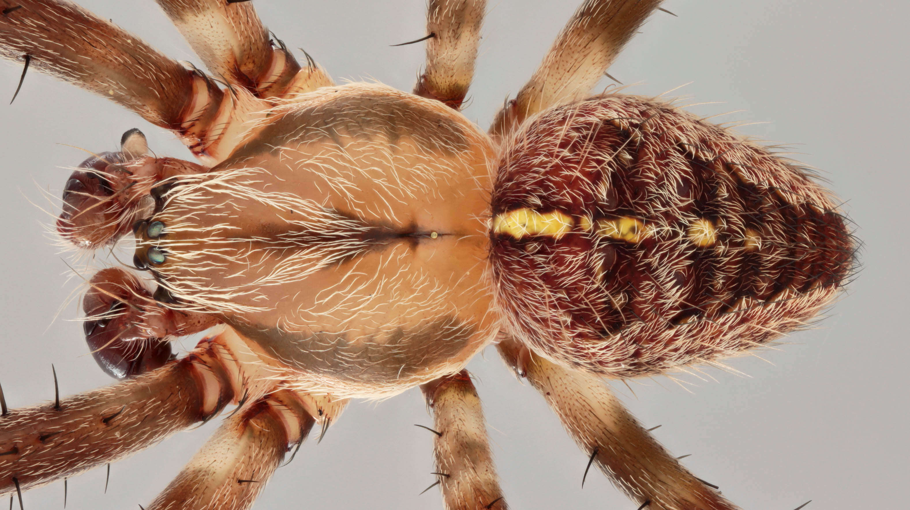 Image of Garden spider