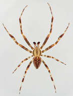 Image of Garden spider