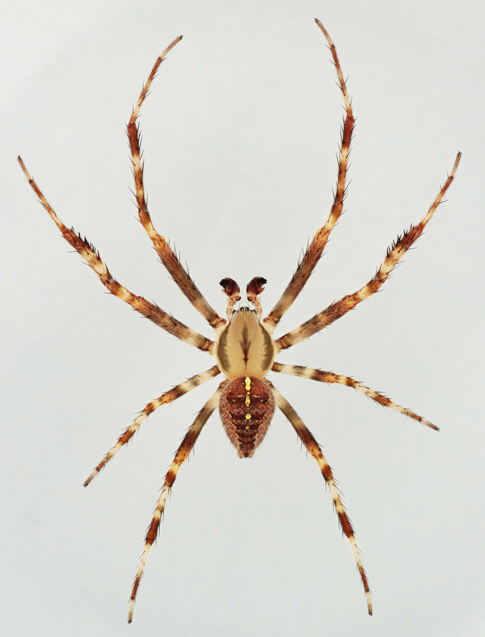 Image of Garden spider