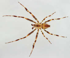 Image of Garden spider