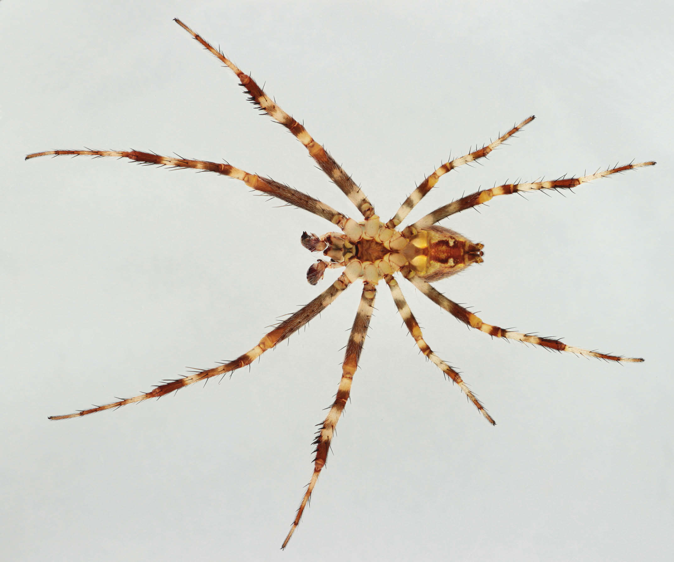 Image of Garden spider