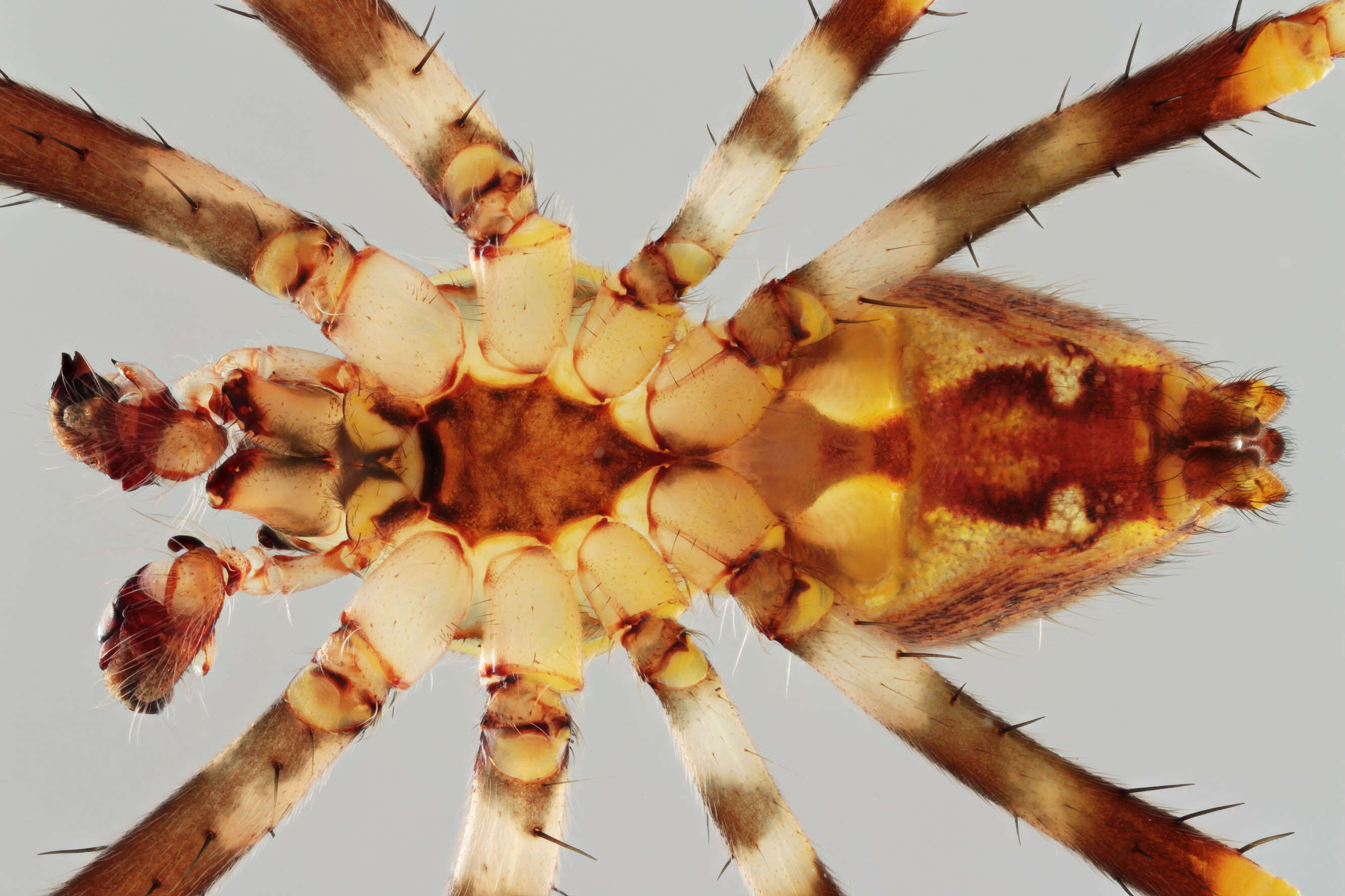 Image of Garden spider