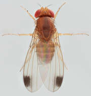 Image of Cherry drosophila