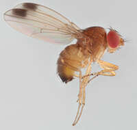 Plancia ëd Drosophila suzukii (Matsumura 1931)