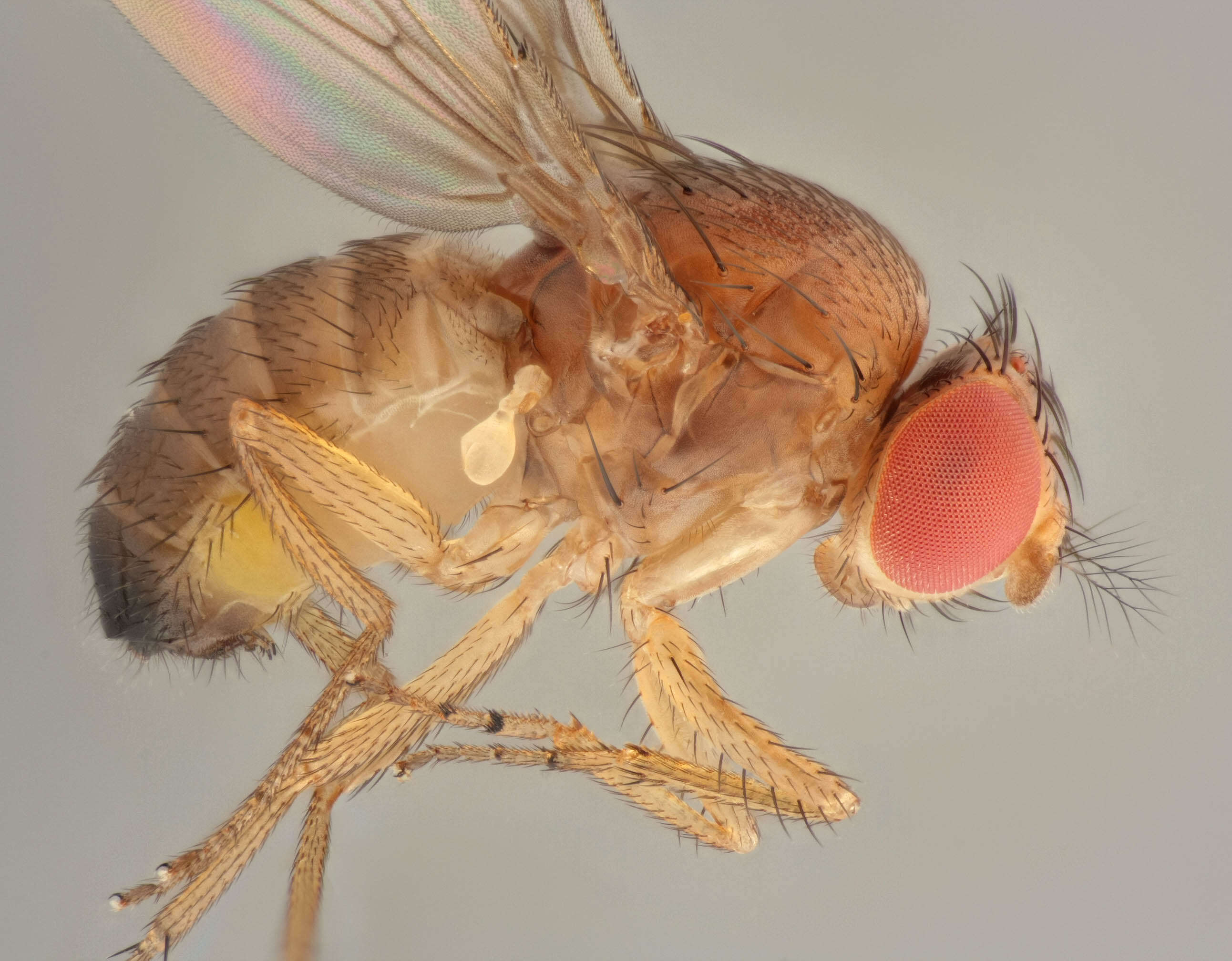 Plancia ëd Drosophila suzukii (Matsumura 1931)