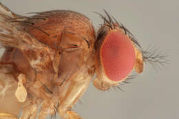 Plancia ëd Drosophila suzukii (Matsumura 1931)