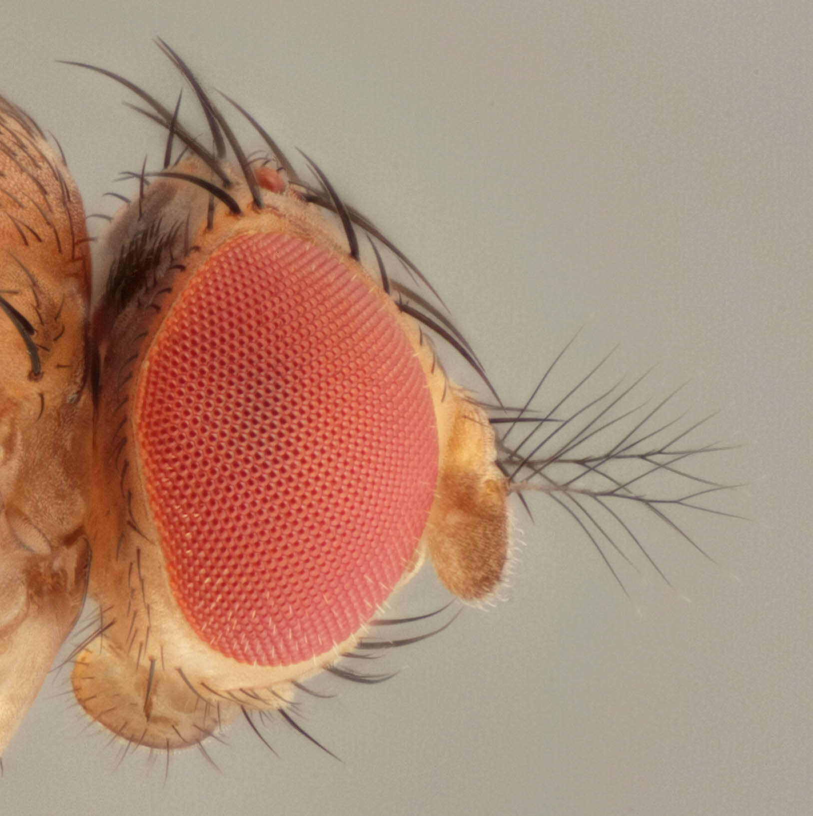 Plancia ëd Drosophila suzukii (Matsumura 1931)