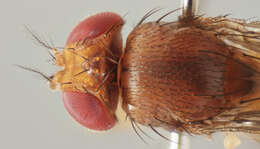 Plancia ëd Drosophila suzukii (Matsumura 1931)