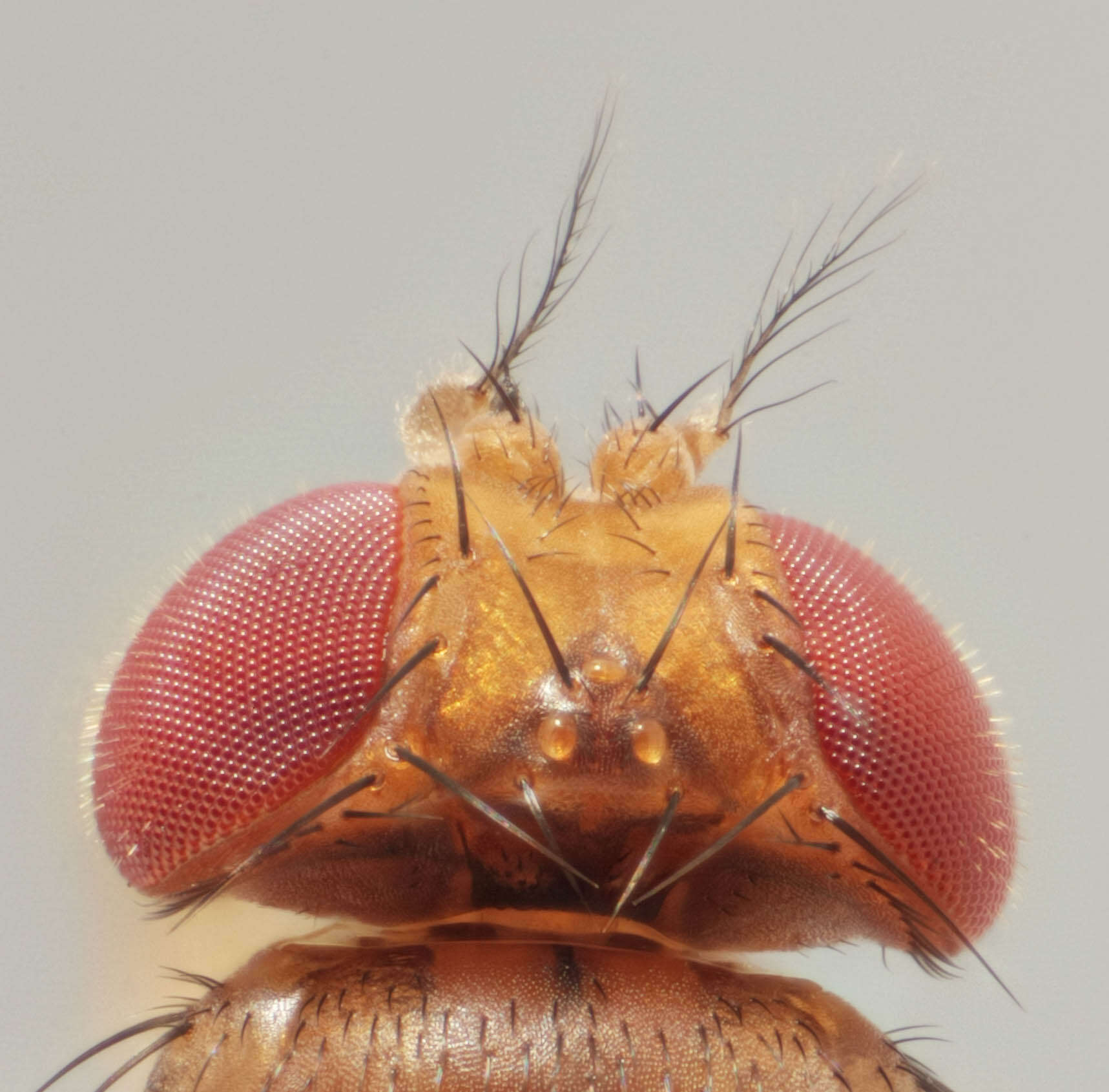 Plancia ëd Drosophila suzukii (Matsumura 1931)