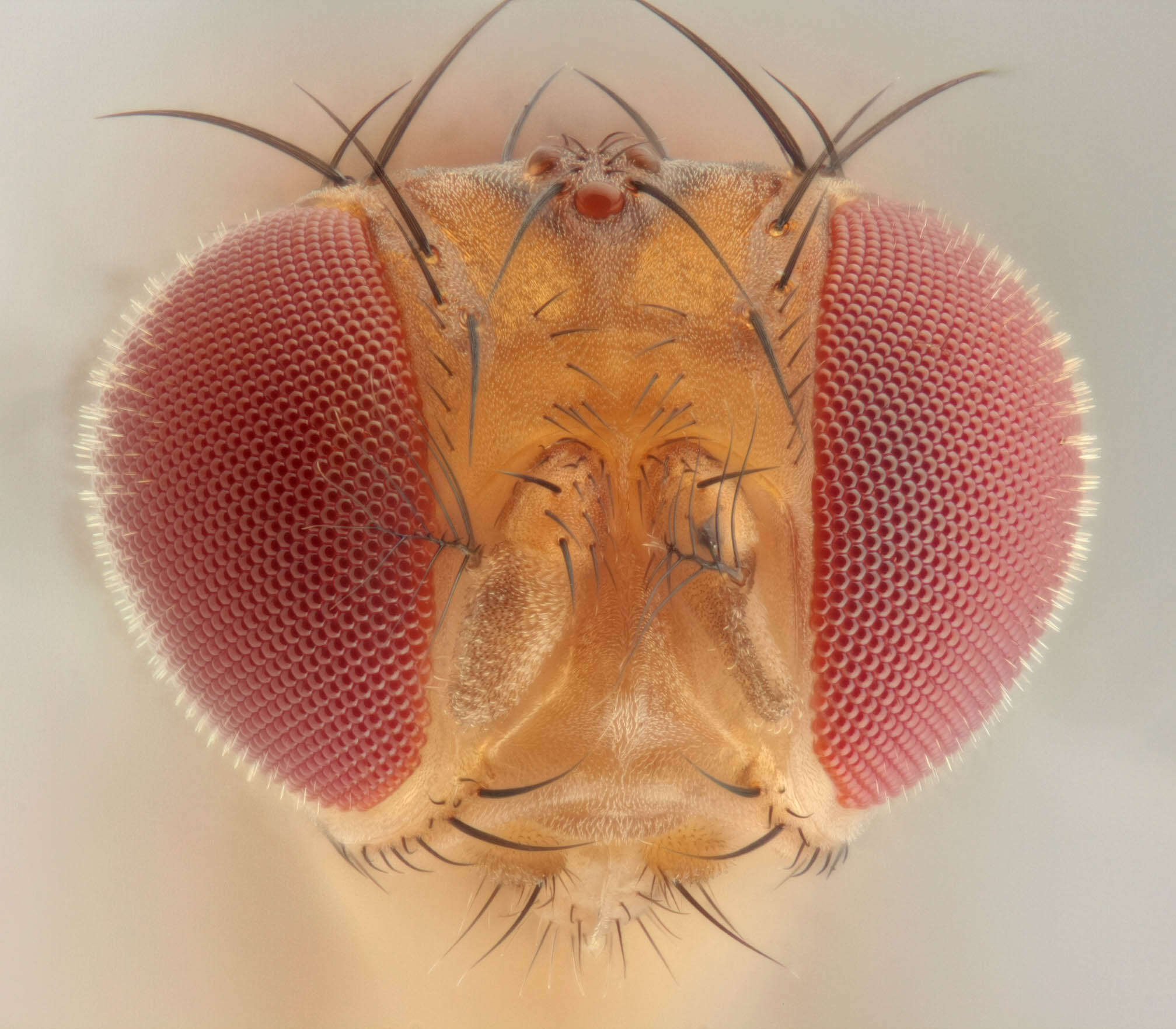 Plancia ëd Drosophila suzukii (Matsumura 1931)