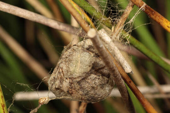 Image of Barbary Spider