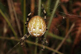 Image of Araneus quadratus Clerck 1757