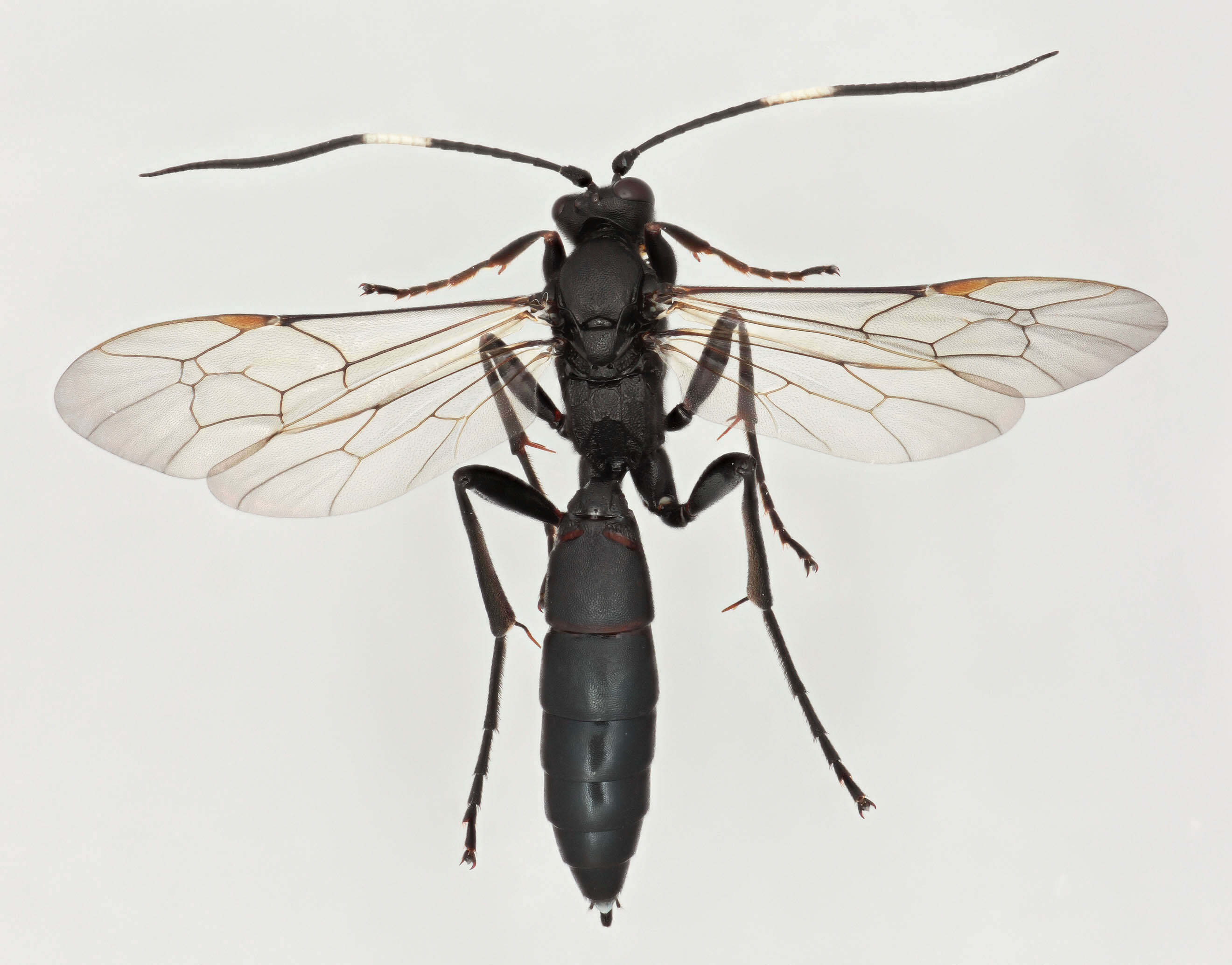 Image of Stenichneumon culpator (Schrank 1802)