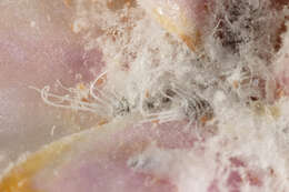 Image of Pseudococcus
