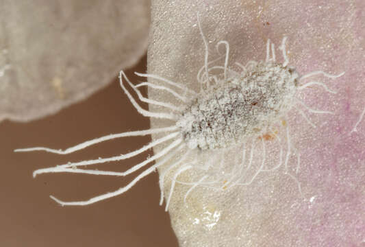 Image of Long-tailed Mealybug