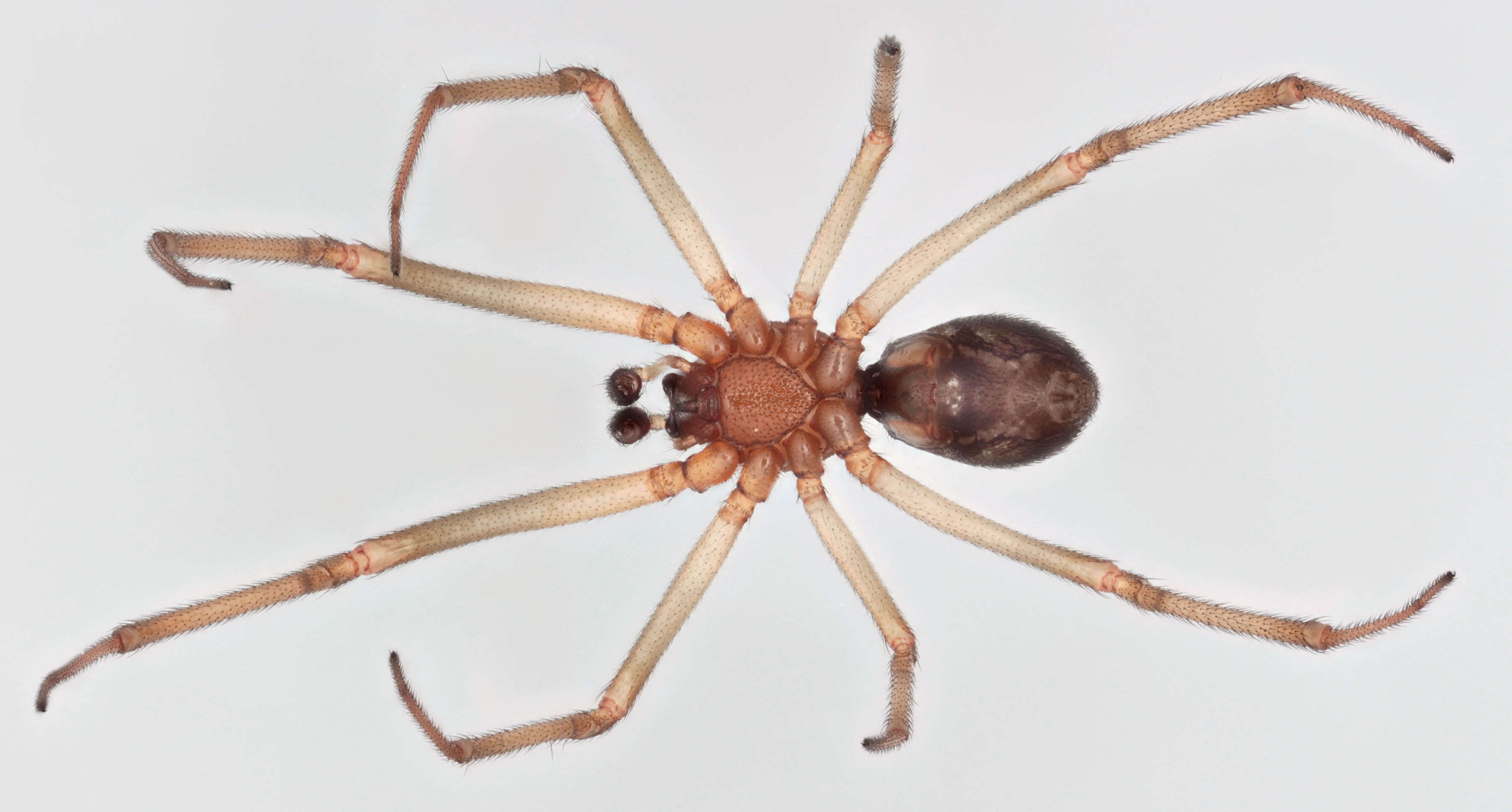 Image of False black widow