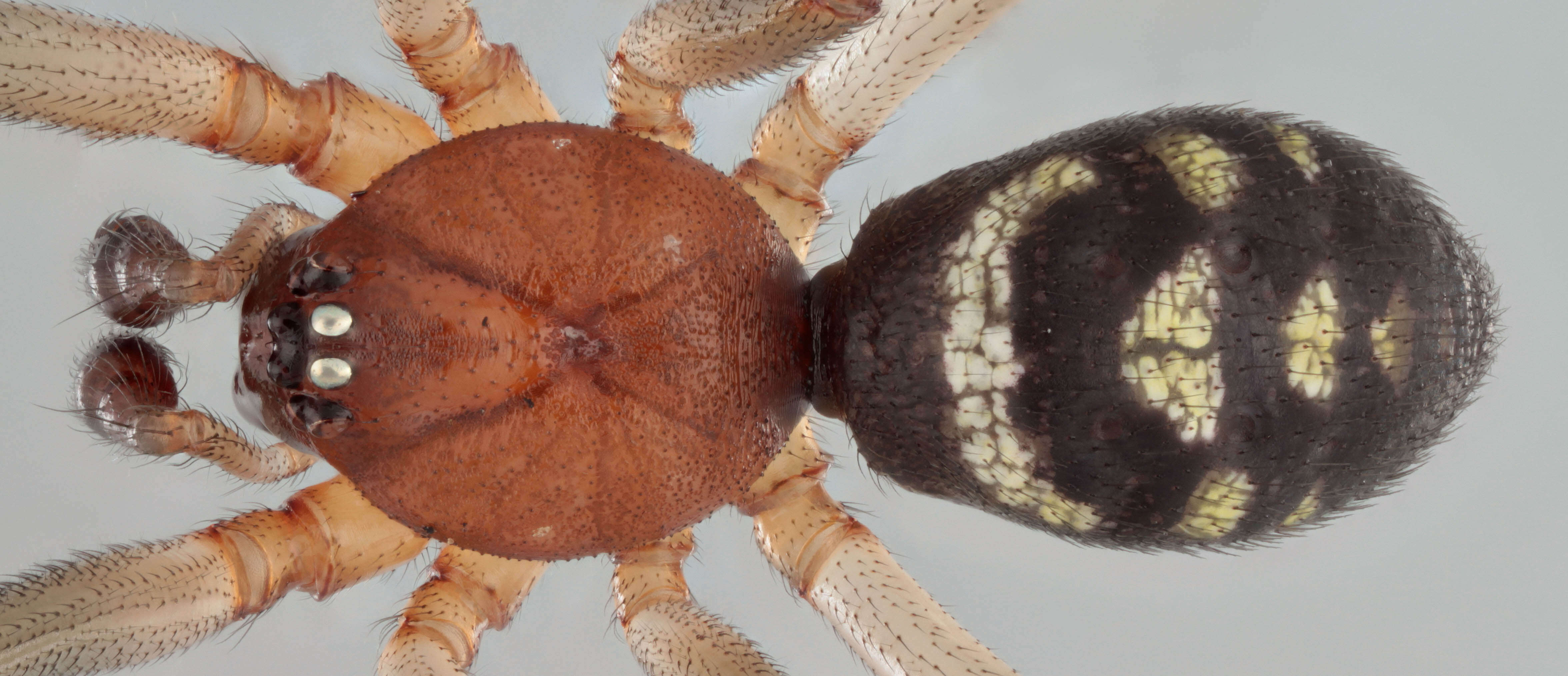 Image of False black widow