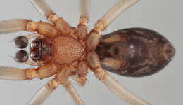 Image of False black widow